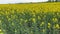 Fields and hills covered in bright yellow canola, colza or rapeseed flowers. Colourful blossom field of colza.