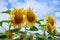 Fields with an infinite sunflower. Agricultural field.