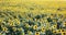 Fields with an infinite sunflower. Agricultural field