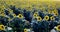 Fields with an infinite sunflower. Agricultural field