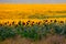 Fields with an infinite sunflower. Agricultural field