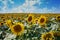 Fields with an infinite sunflower. Agricultural field.