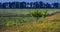 Fields landscape in summer sunset and sunrise