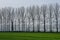 Fields with lanes of Aspen trees in the Flemish countryside