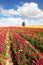 The fields of large peony garden ranunculus