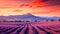 Fields of Lavender Dreams: Sunset\\\'s Embrace in Grenoble, France