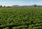 Fields of Lettuce, Yuma, Arizona