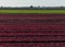 Fields of Lettuce, Yuma, Arizona