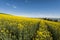 Fields of lucerne in Alps