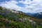 Fields of Lupine Span Across Washington Mountains