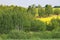 Fields and meadows, countryside, small birch forest, yellow rape fields, green bushes and plants