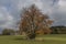 Fields and meadows near Roprachtice village with cherry tree