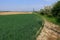 Fields and Meadows of the North Kent Countryside