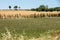 Fields and meadows in valley below Sault, Provence