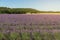 Fields of mounds of young pale purple lavender, green stems, behind them yellow grass scorched by Provencal sun. Provence