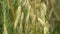 Fields with oat Avena sativa bio gold, grown extensively as grain, shot detail, livestock feed, food for healthy eating