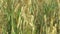 Fields with oat Avena sativa bio gold, grown extensively as grain, shot detail, livestock feed, food for healthy eating