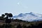 Fields of olive and almond trees with some holm oaks and pines, which contrast with the snow of Sierra Nevada