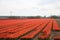 Fields of orange tulips in a row on the island Goeree Overflakkee during springtime in the Netherlands.