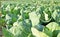 Fields with organic pointed cabbage,season with cabbage farm