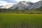 Fields of pale green marsh grasses at Muncho Lake, northern British Columbia