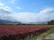 Fields planted with grapevines, pink and green grape