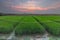 Fields plants at Sunset magic