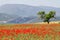 Fields of poppies with and almond tree