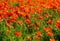 Fields of poppies in bloom on the island of re