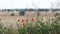 Fields, poppies, tree background, view