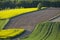 Fields of rapeseed cultivation Lubelszczyzna