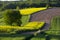 Fields of rapeseed cultivation Roztocze