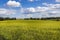 Fields of rapeseed in Poland