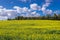 Fields of rapeseed in Poland