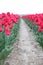 Fields of red tulips in a row on the island Goeree Overflakkee during springtime in the Netherlands..
