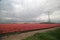 Fields of red with white t ulips in a row on the island Goeree Overflakkee during springtime in the Netherlands.