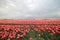 Fields of red with white t ulips in a row on the island Goeree Overflakkee during springtime in the Netherlands.