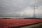 Fields of red with white t ulips in a row on the island Goeree Overflakkee during springtime in the Netherlands.