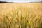 A fields of ripe barley or rye, ready for harvest. Typical summertime landscape in Ukraine. Concept theme: Food security.