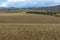 Fields with ripe sicilian durum pasta wheat on sunset