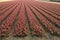 Fields of rose blooming hyacinths in springtime in Holland