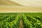 Fields and rows of grapes in the countryside, France