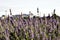 Fields with rows of lavender. bokeh. Close-up.