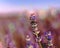 Fields with rows of lavender. bokeh. Close-up.