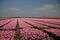 Fields with rows of pink tulips in springtime for agriculture of flowerbulb on island Goeree-Overflakkee in the Netherlands.