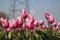 Fields with rows of pink tulips in springtime for agriculture of flowerbulb on island Goeree-Overflakkee in the Netherlands.