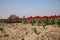 Fields with rows of red tulips in springtime for agriculture of flowerbulb on island Goeree-Overflakkee in the Netherlands