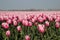 Fields with rows of red and white tulips in springtime for agriculture of flowerbulb on island Goeree-Overflakkee in the Netherlan