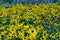 Fields of Rudbeckia hirta or black-eyed Susan