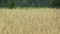 Fields with rye secale cereale bio gold ear and class, grown extensively as grain, beautiful Hana Landscape Of